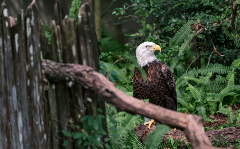 A bald eagle sitting on a large branch on the ground near a wooden fence.