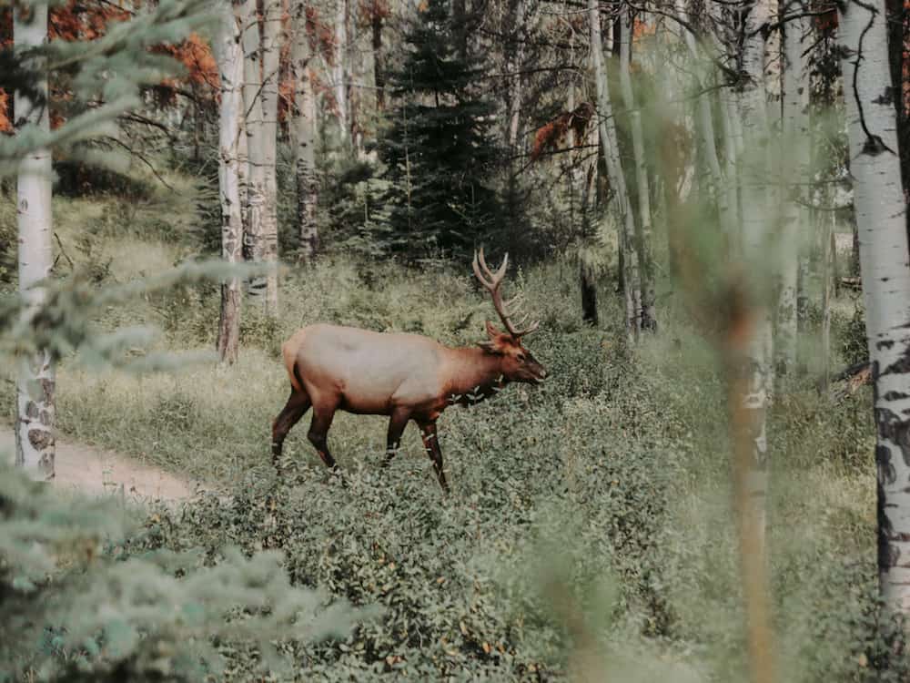 Deer standing in a treed area