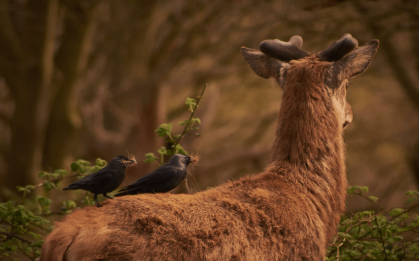 Horned deer turned away from the camera with two small black birds with fur in their peaks.