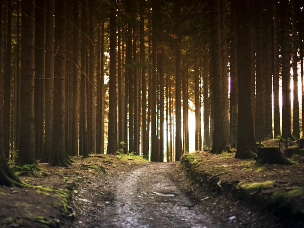 Path winding through a woodland area