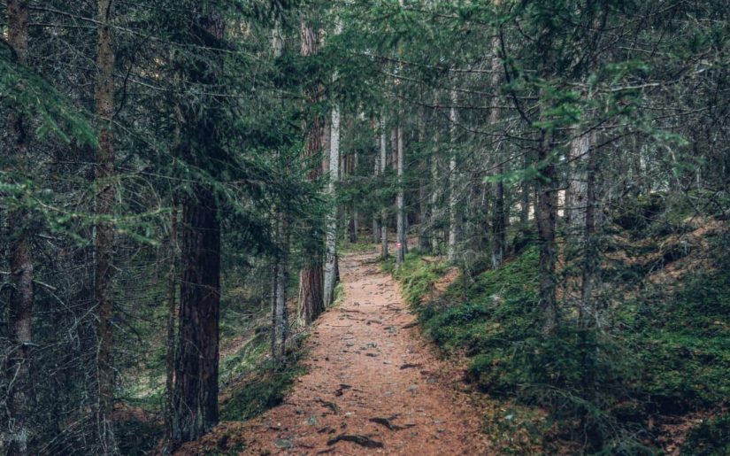 Trail in wooded area