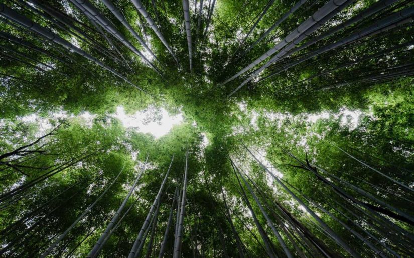 bamboo forest