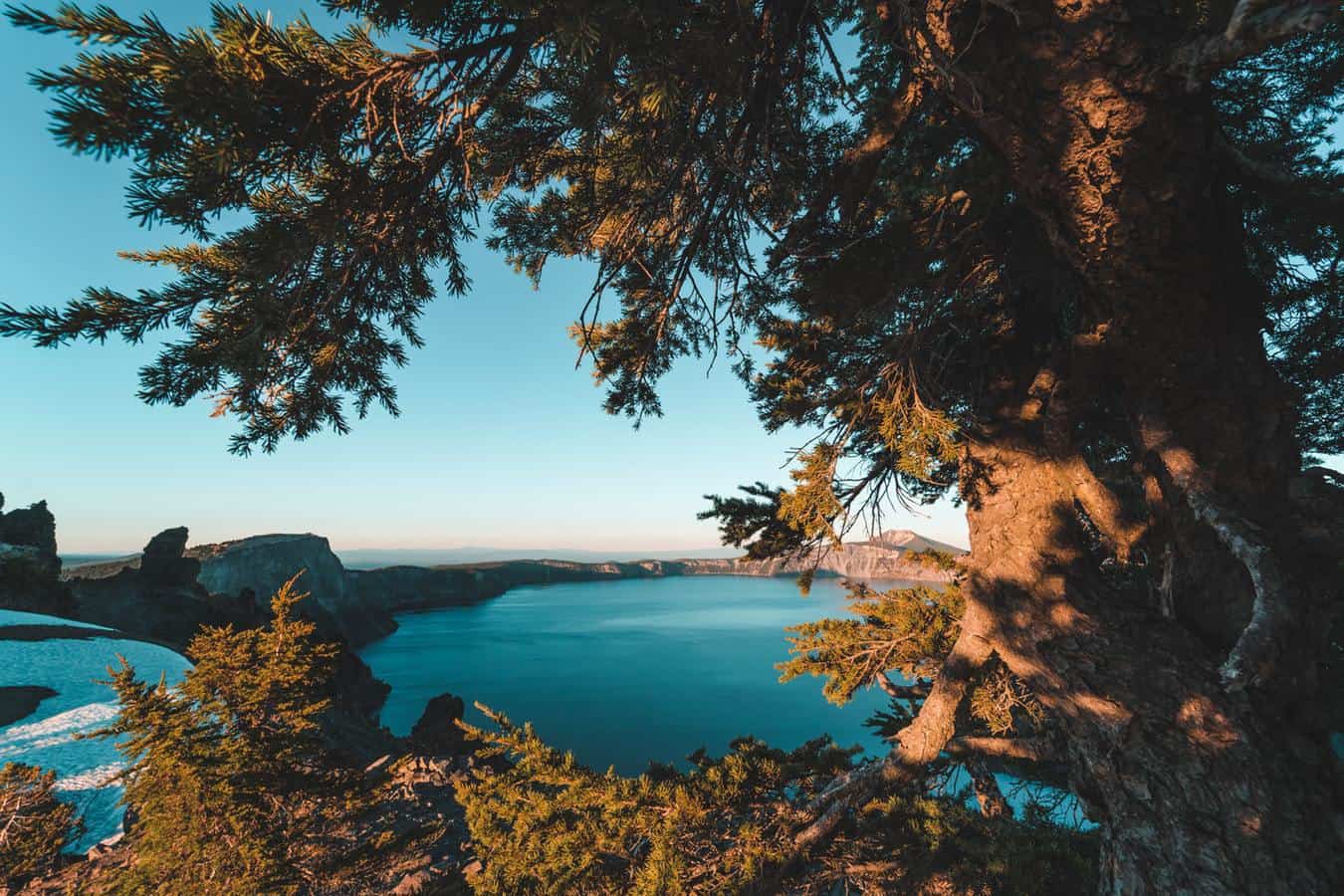 Tree overlooking lake with blue water in British Columbia.