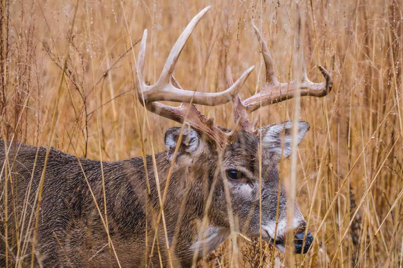 Top places to hunt whitetail deer in Texas Campfire Collective