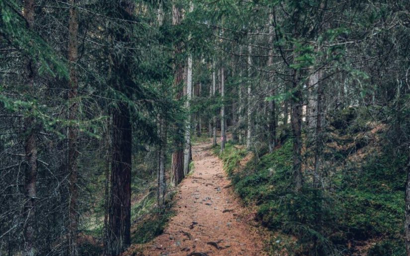 off-roading atv trail through trees woods forest