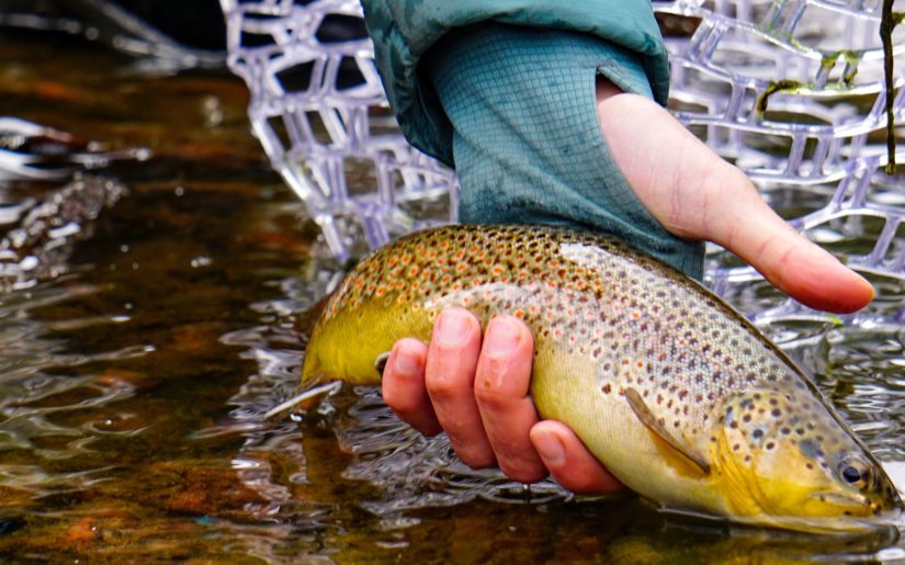 Campfire Collective Fly Fishing Ambassador Shyanne Orvis releasing a speckled trout after catching it in a stream.