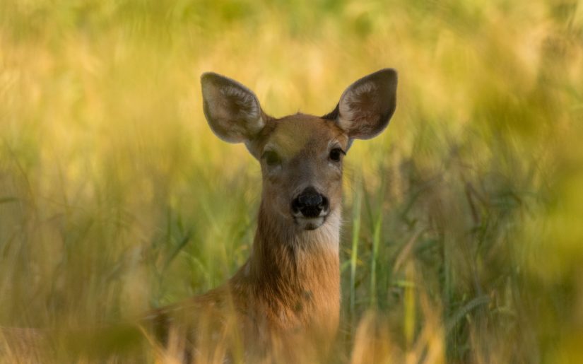 Whitetail doe partially hidden by tall grass, looking a camera.