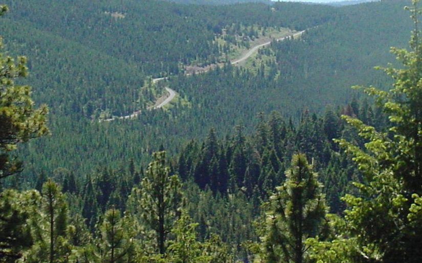 Endless trees and a distant road in an Oregon forest.