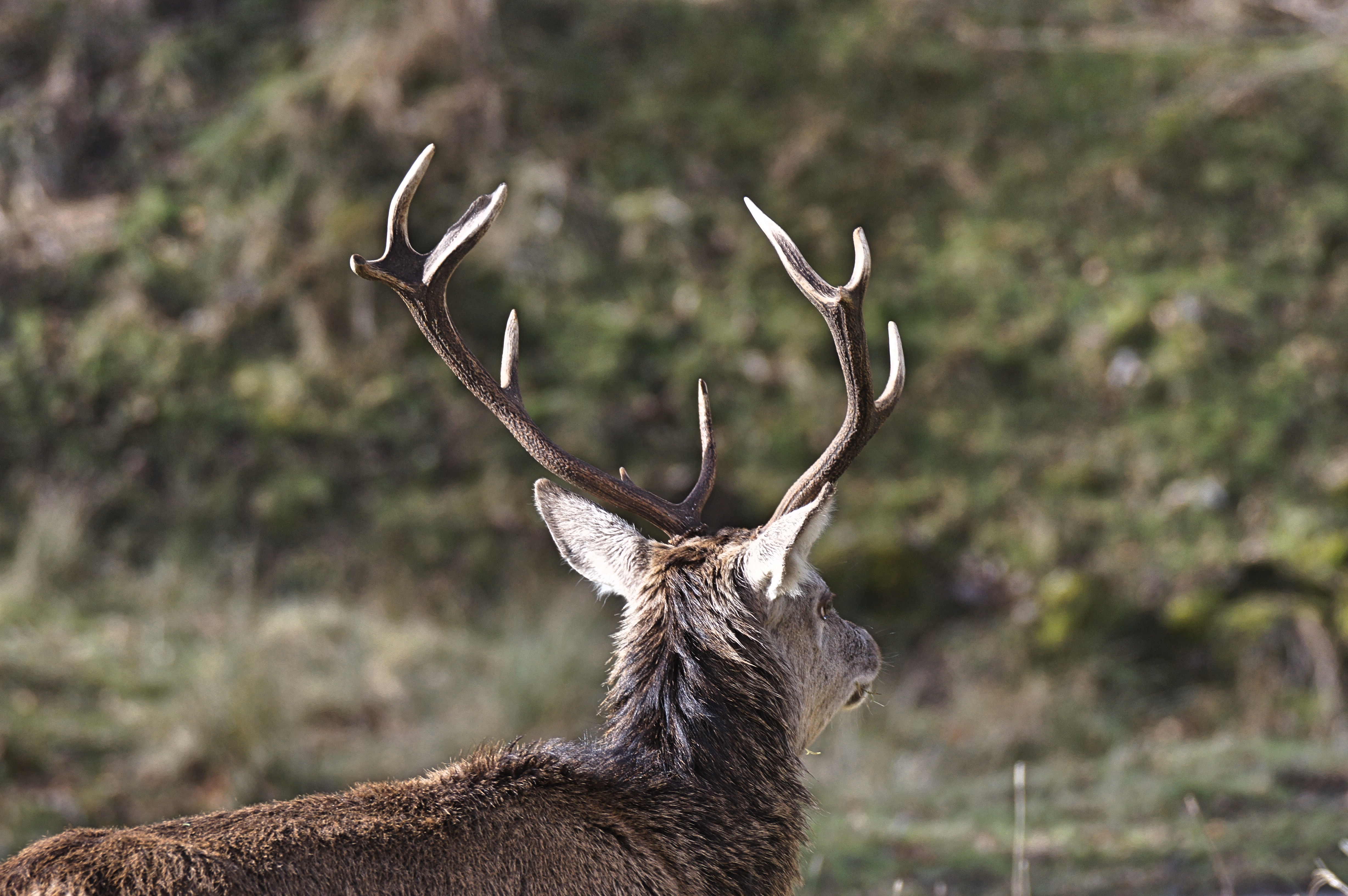 mule deer