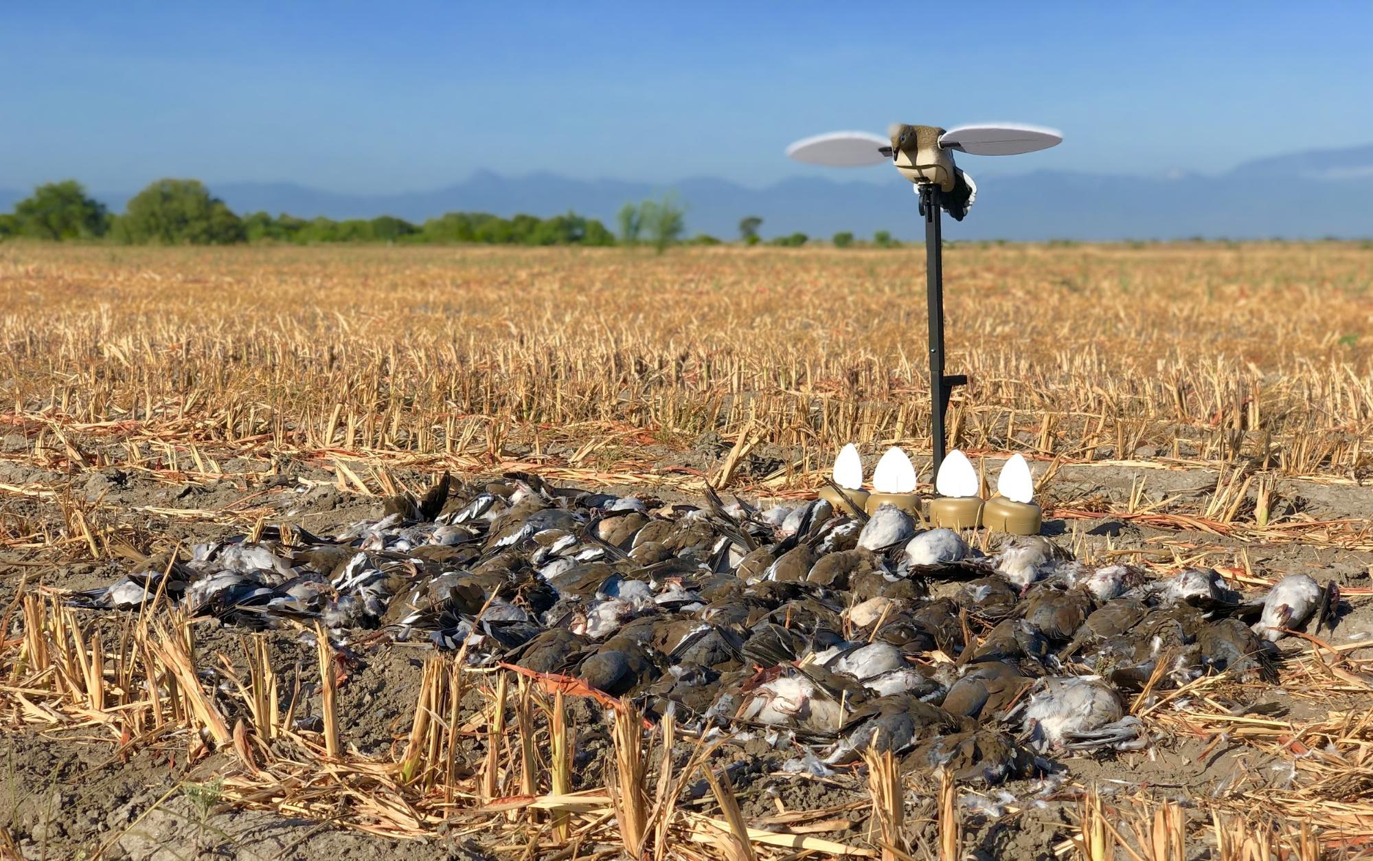 Dove hunt decoy Mojo