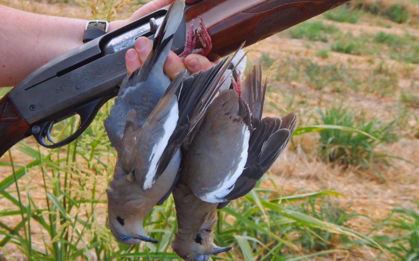 Dove hunting Texas