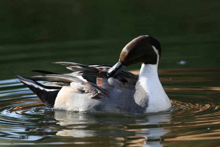 texas migratory birds northern-pintail