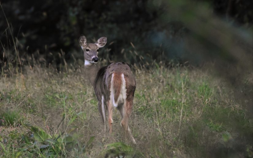 texas big game whitetail doe