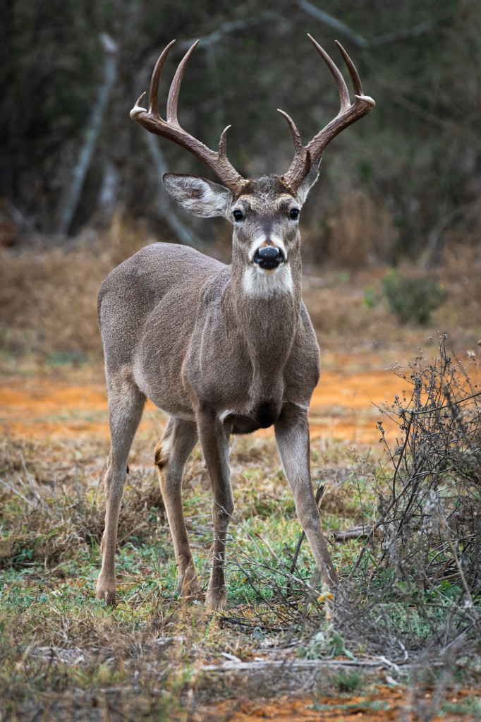 Whitetail-buck