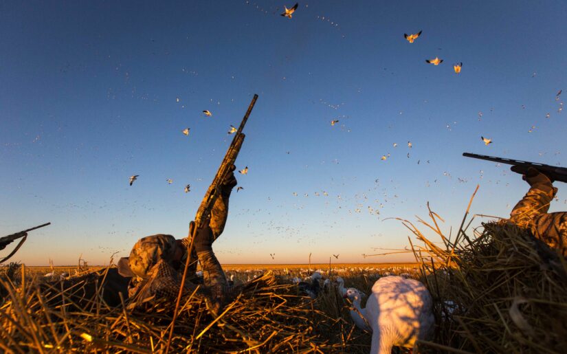 Duck hunter in layout blind