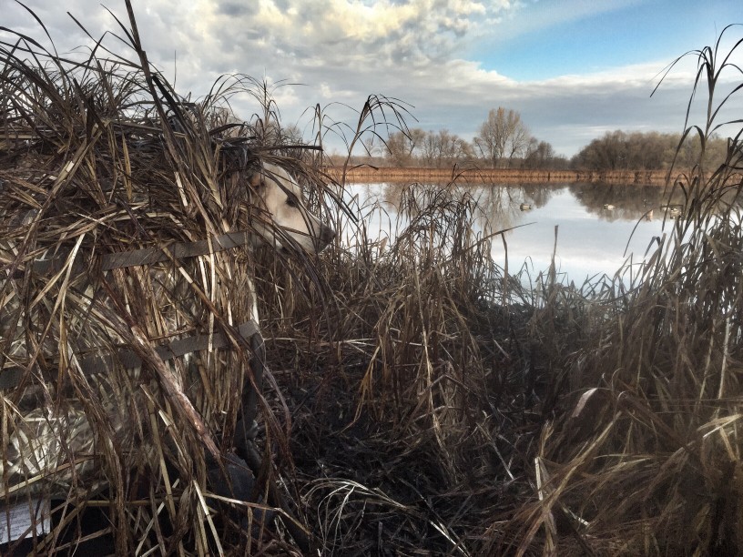 Dog in a duck blind