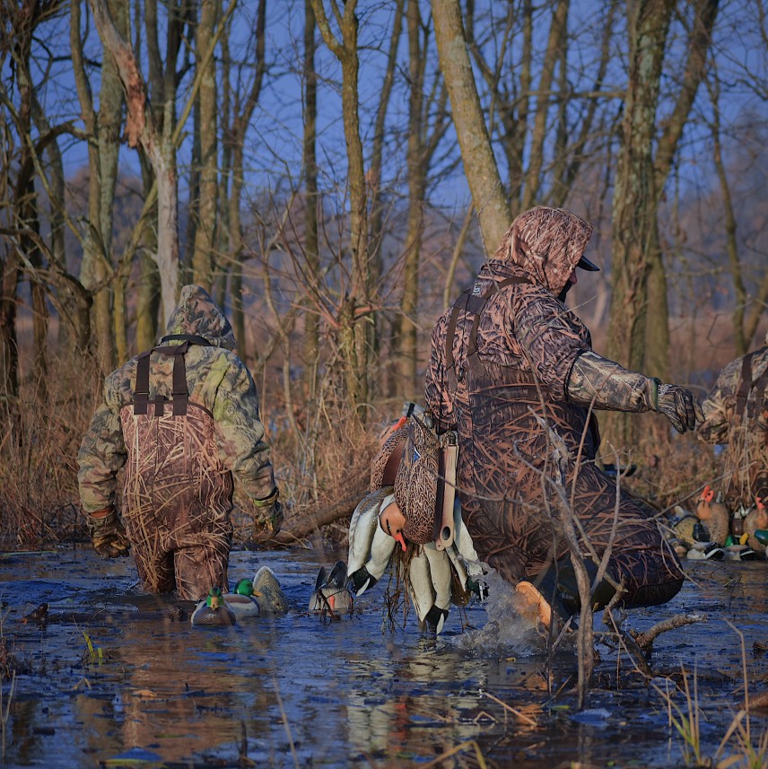 Duck hunters in waders walking through the marsh