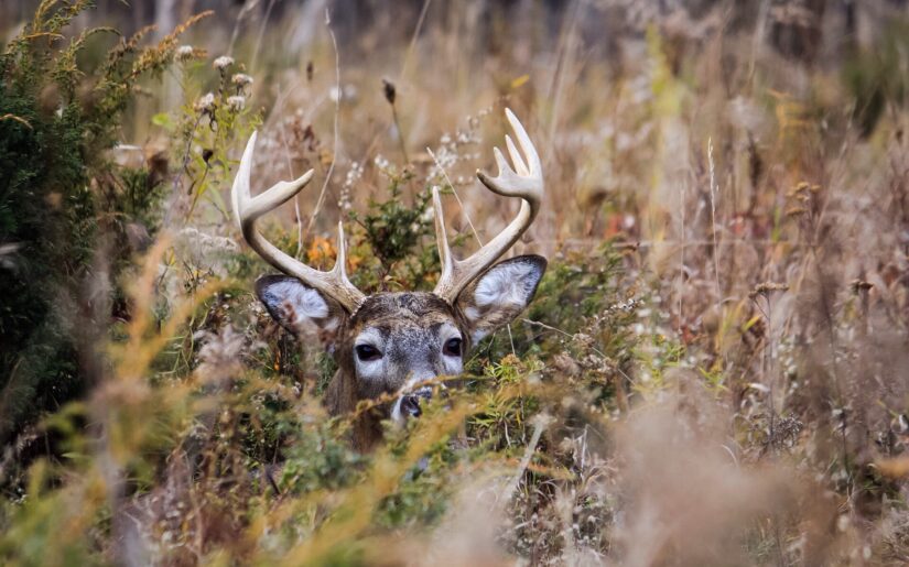 Buck hiding in the field