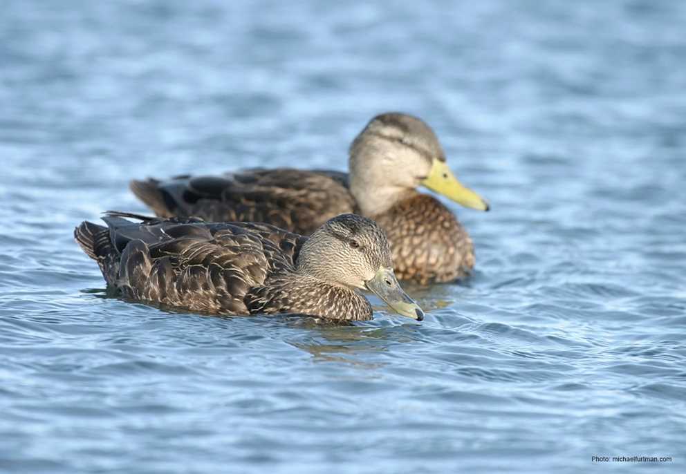 American black duck in water