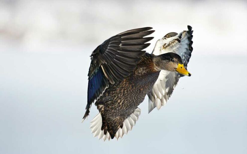 Black duck in flight