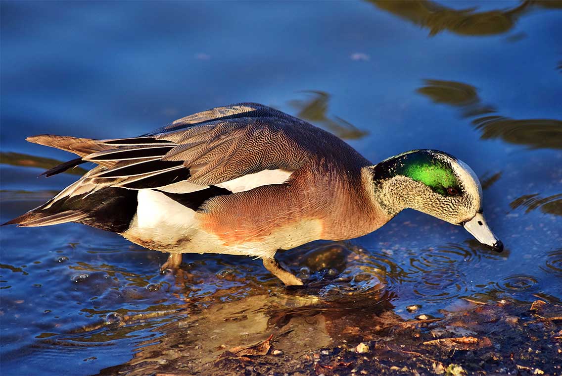 Wigeon on the water