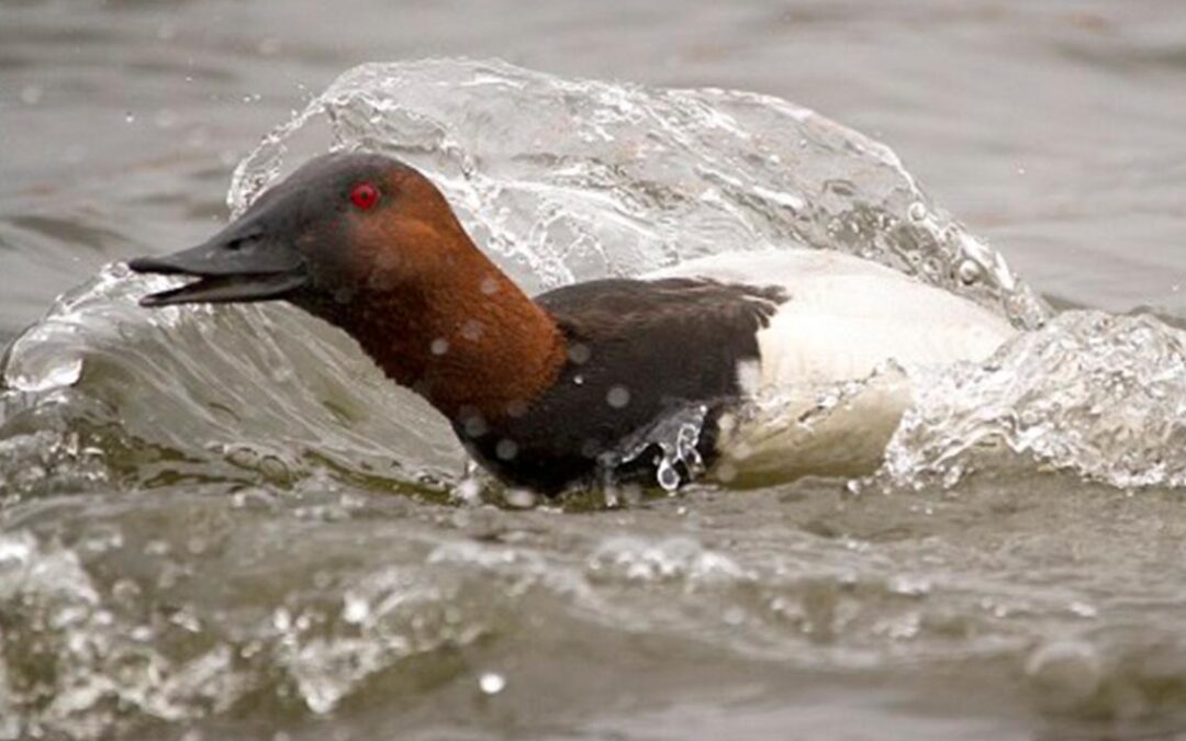 Hunting Canvasback