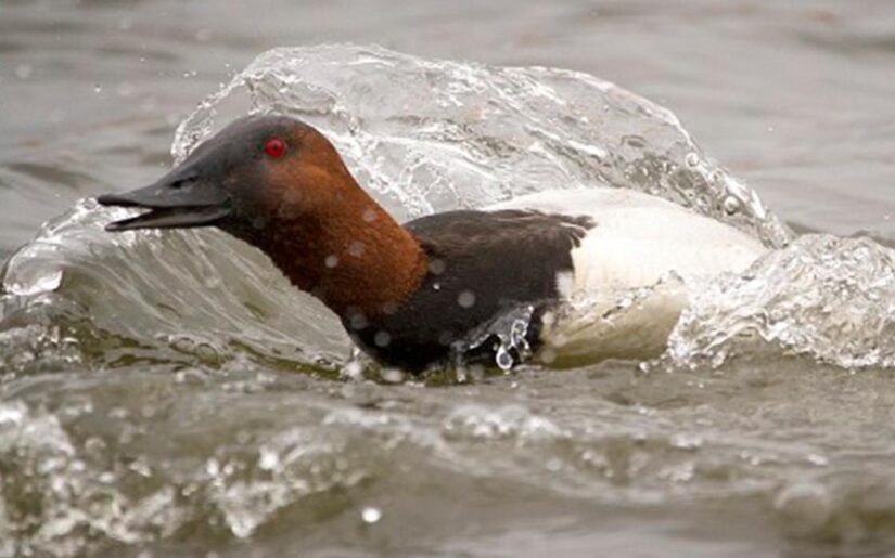 Canvasback landing in water