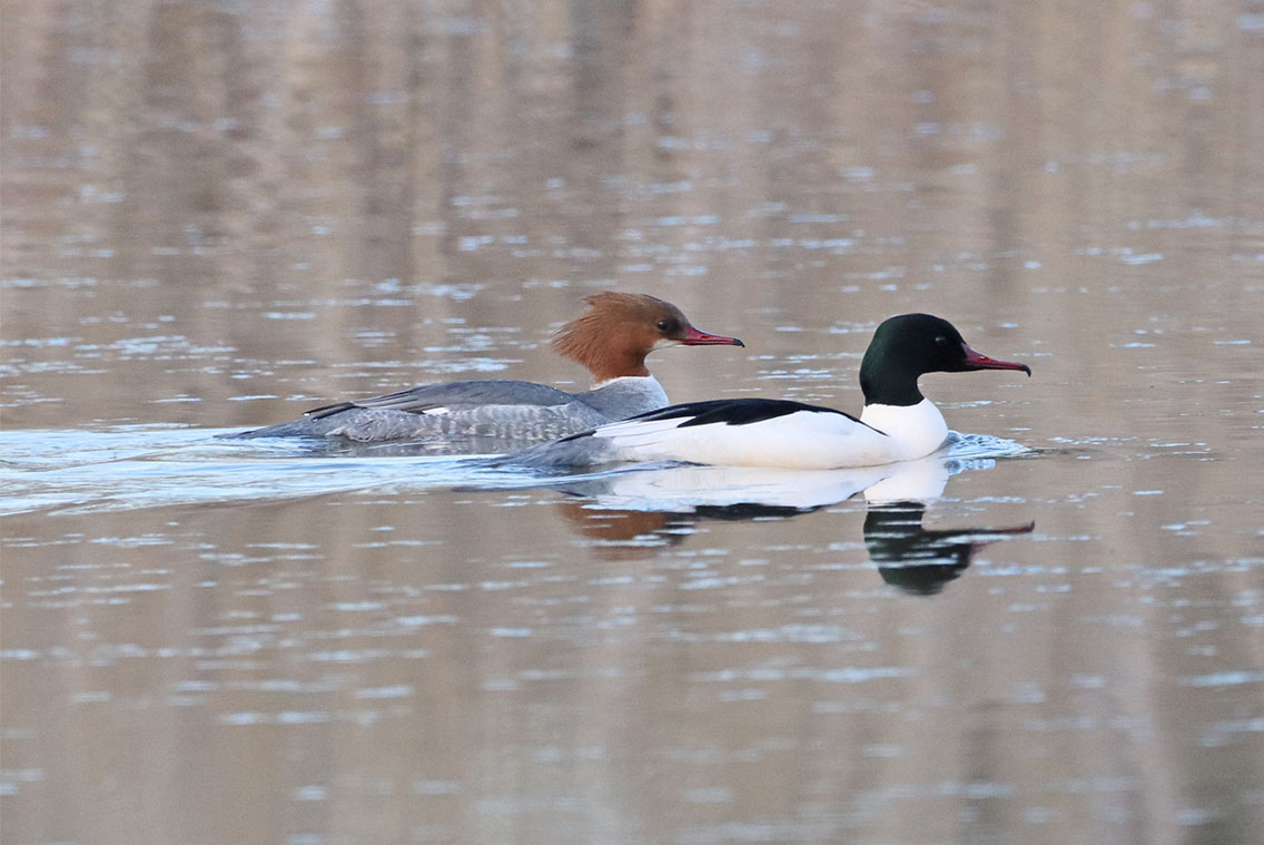 Common merganser on water