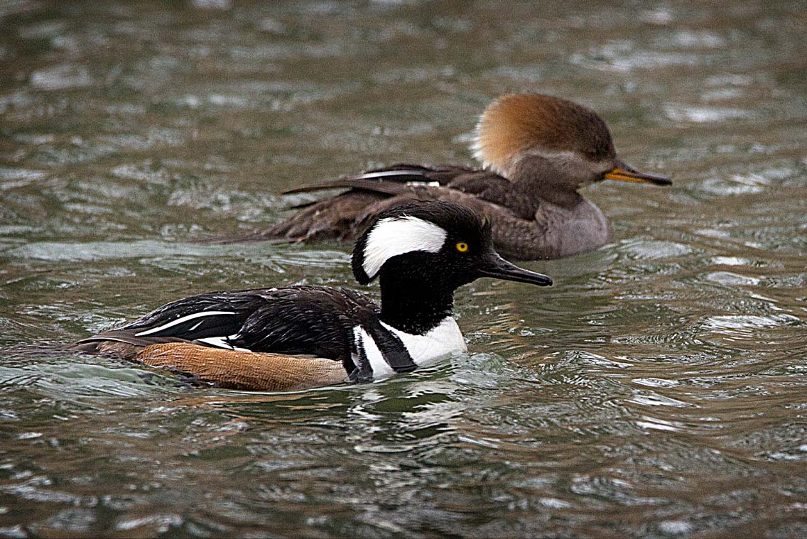 Male and female hooded mergansers on the water