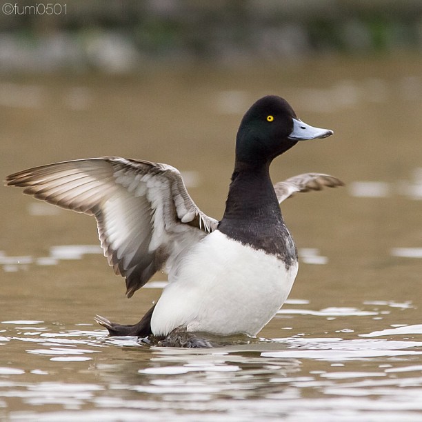 Greater Scaup taking flight