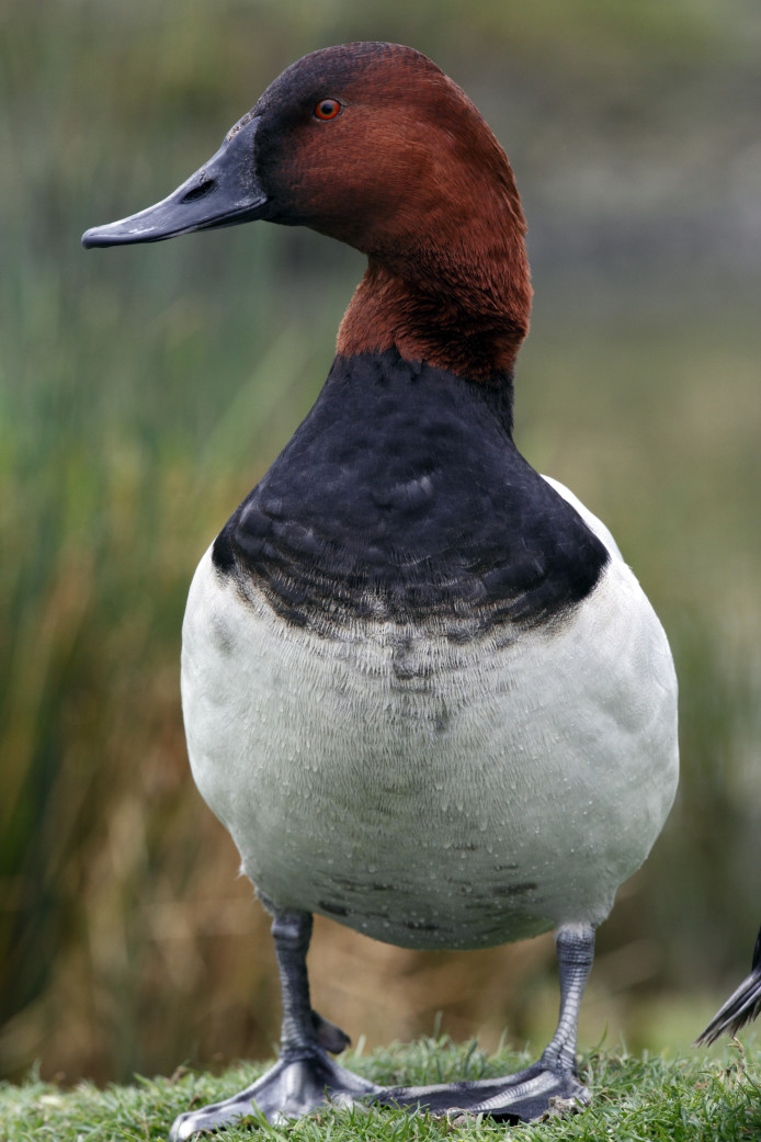 Canvasback duck