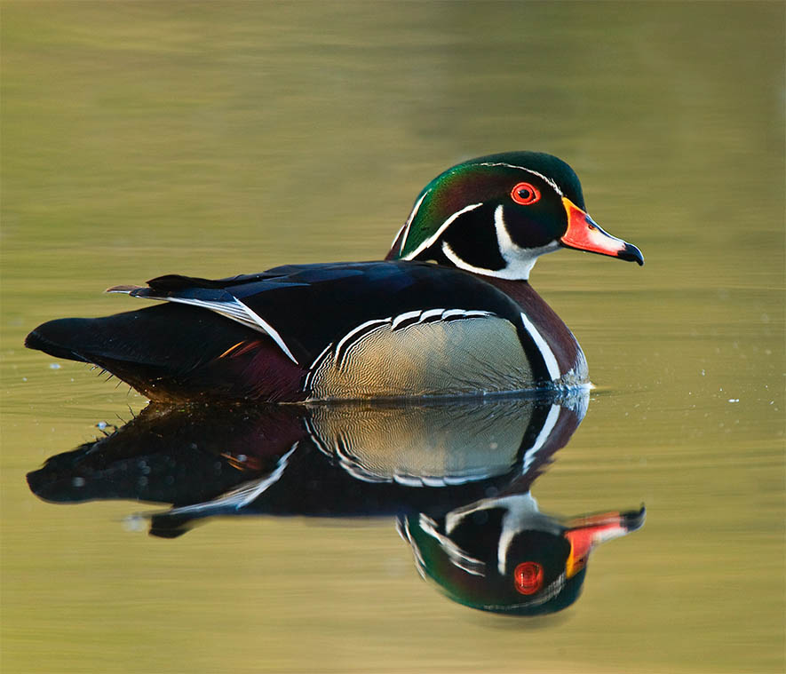 Wood duck on the water